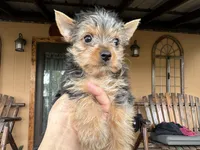 Lola, a female Yorkshire Terrier for sale in Florida, FL – 2 of 3