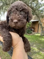 Dino, a male Goldendoodle for sale in Florida, FL – 2 of 2
