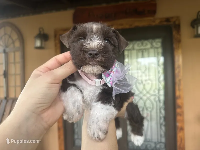 Sugar  – Miniature Schnauzer puppy for sale in Florida, FL