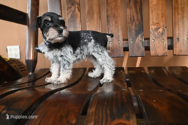 Ronnie – Miniature Schnauzer puppy for sale in Florida, FL