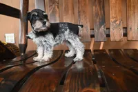 Ronnie, a male Miniature Schnauzer for sale in Florida, FL – 1 of 3