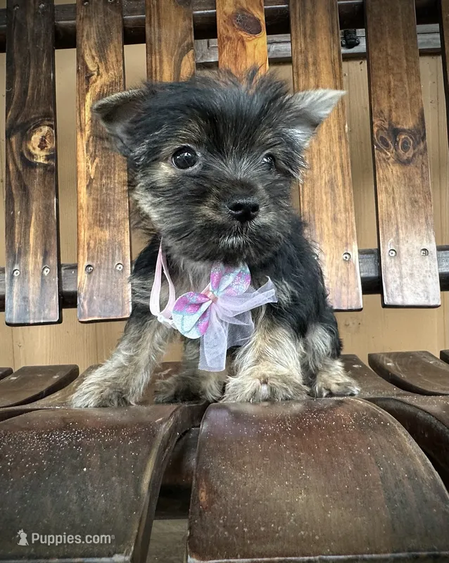 Lola – Yorkshire Terrier puppy for sale in Florida, FL