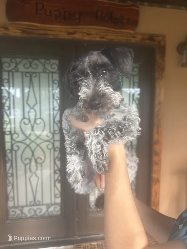Lelo – Miniature Schnauzer puppy for sale in Florida, FL