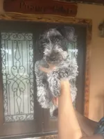 Lelo, a male Miniature Schnauzer for sale in Florida, FL – 1 of 1