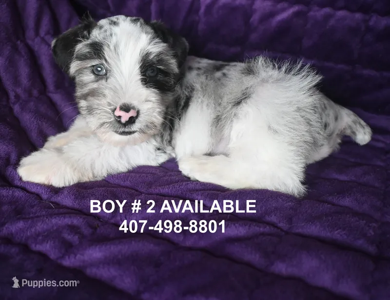 Dozer – Miniature Schnauzer puppy for sale in Florida, FL