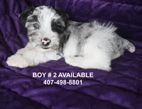 Dozer, a male Miniature Schnauzer for sale in Florida, FL – 1 of 2