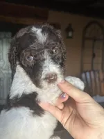 Cookie, a female Goldendoodle for sale in Florida, FL – 4 of 4