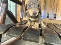 Pinocchio , a male Miniature Dachshund for sale in Florida, FL – 3 of 3