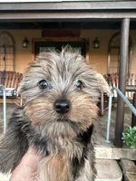 Gigi, a female Yorkshire Terrier for sale in Florida, FL – 2 of 4