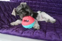 Marie, a male Miniature Schnauzer for sale in Florida, FL – 2 of 2