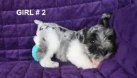 Merlie , a female Miniature Schnauzer for sale in Florida, FL – 2 of 2