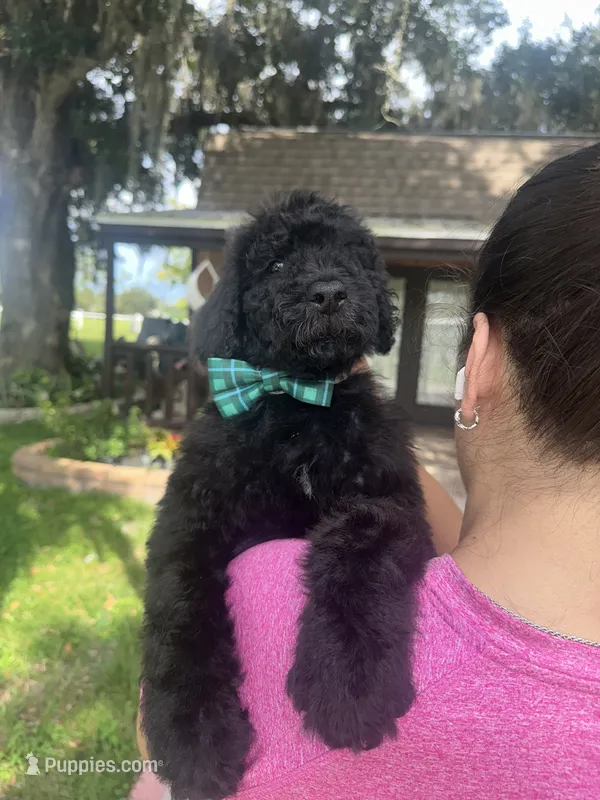 Thunder  – Goldendoodle puppy for sale in Florida, FL