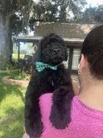 Thunder , a male Goldendoodle for sale in Florida, FL – 1 of 3