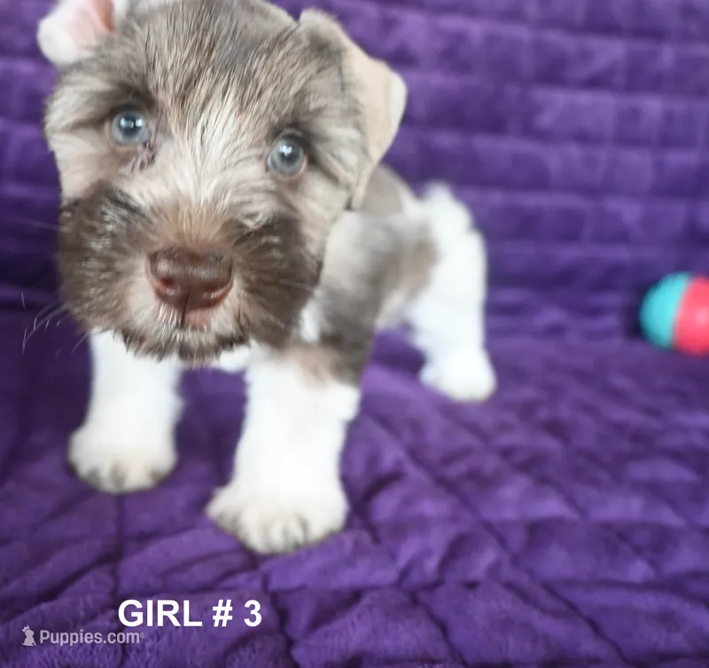 Sussie – Miniature Schnauzer puppy for sale in Florida, FL