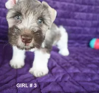 Sussie, a female Miniature Schnauzer for sale in Florida, FL – 1 of 2