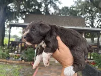 Sugar , a female Miniature Schnauzer for sale in Florida, FL – 2 of 3