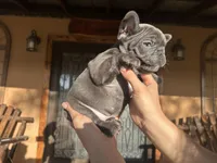 Dozer, a male French Bulldog for sale in Florida, FL – Photo 3 of 3