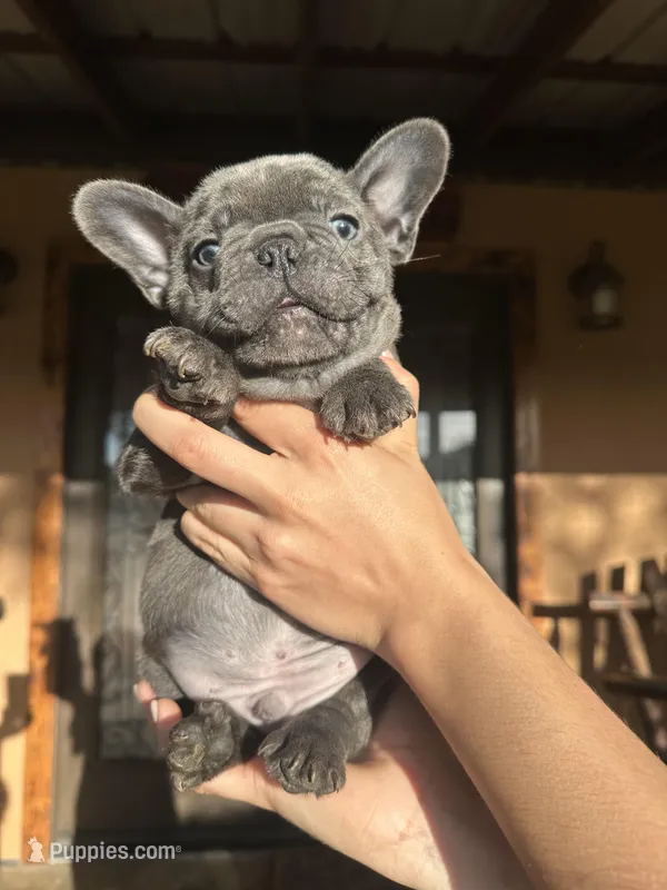Dozer – French Bulldog puppy for sale in Florida, FL