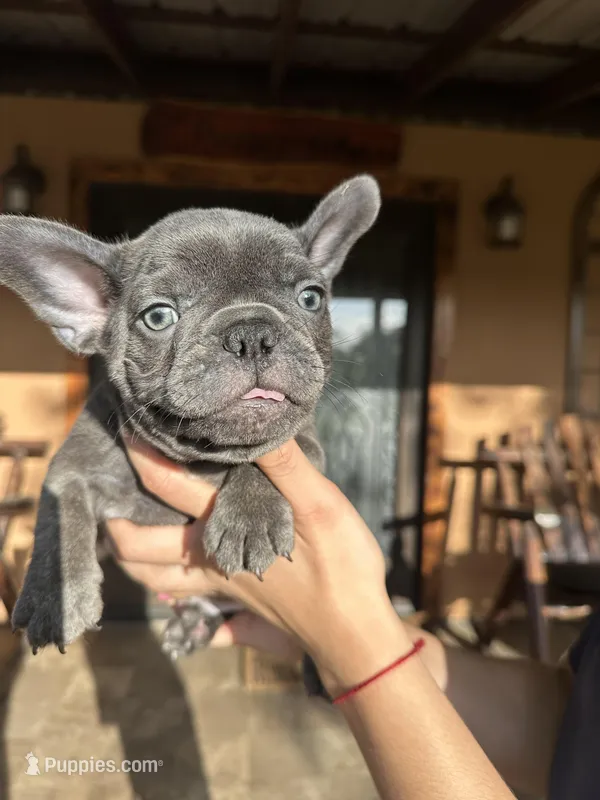 Dozer (AKC) – French Bulldog puppy for sale in Florida, FL