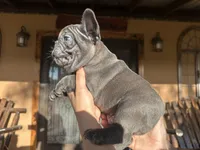 Dozer, a male French Bulldog for sale in Florida, FL – Photo 2 of 3