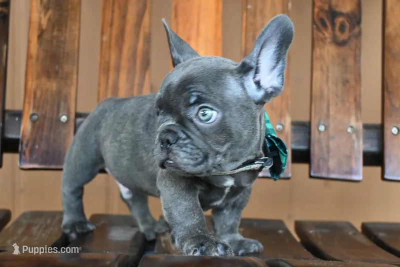 Dozer (AKC) – French Bulldog puppy for sale in Florida, FL