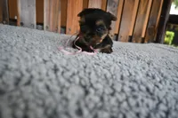 Female 1 , a female Yorkshire Terrier for sale in Florida, FL – 2 of 2