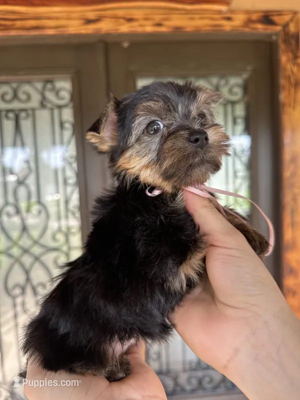 Sussie Q – Yorkshire Terrier puppy for sale in Florida, FL