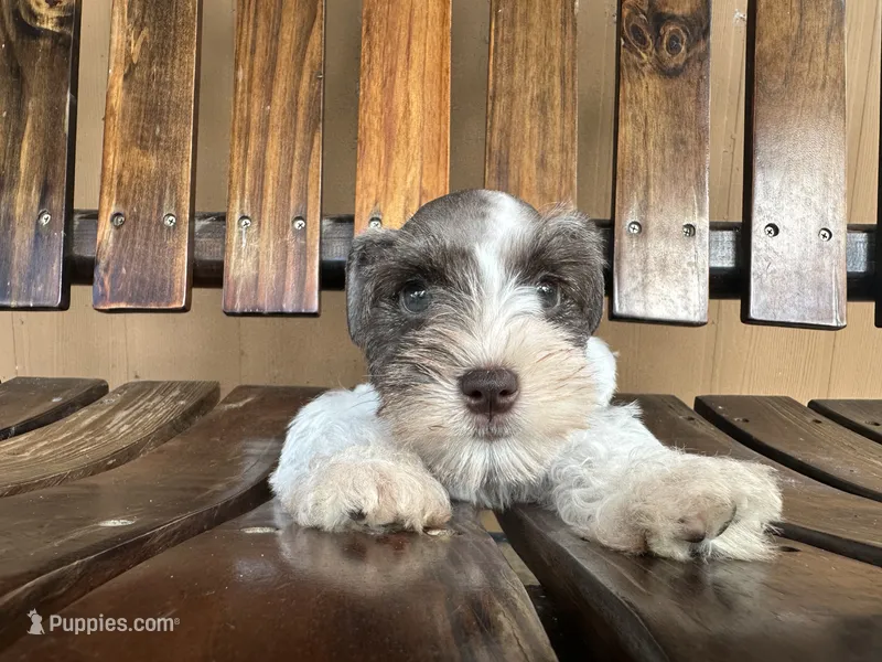 Sasha – Miniature Schnauzer puppy for sale in Florida, FL