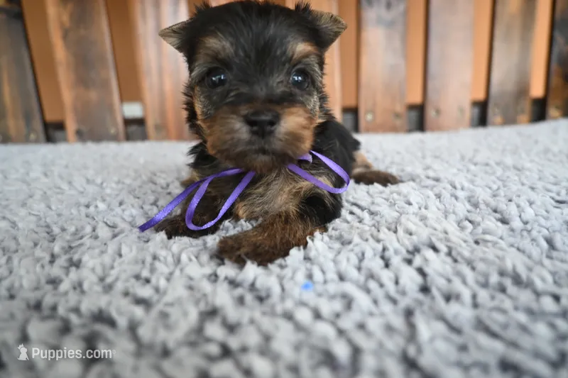 Sussie Q – Yorkshire Terrier puppy for sale in Florida, FL