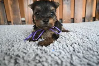 Sussie Q, a female Yorkshire Terrier for sale in Florida, FL – 1 of 1