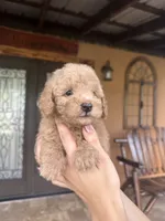 Buddy , a male Miniature Goldendoodle for sale in Florida, FL – 2 of 3