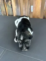 cocoa, a female Miniature Schnauzer for sale in Florida, FL – Photo 2 of 2