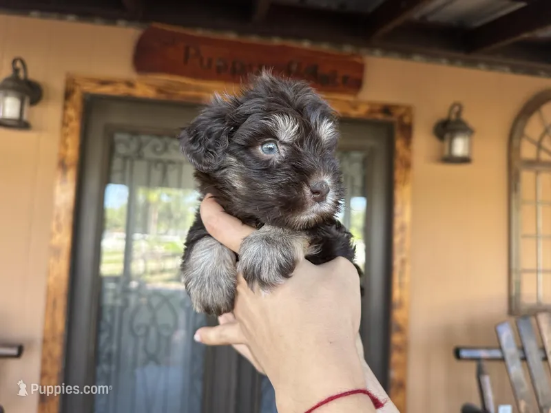 cocoa – Miniature Schnauzer puppy for sale in Florida, FL