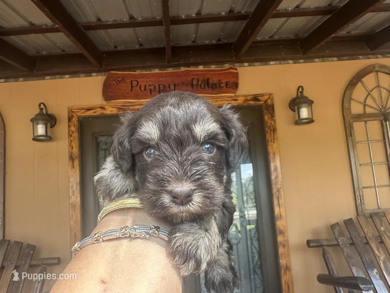 cocoa – Miniature Schnauzer puppy for sale in Florida, FL