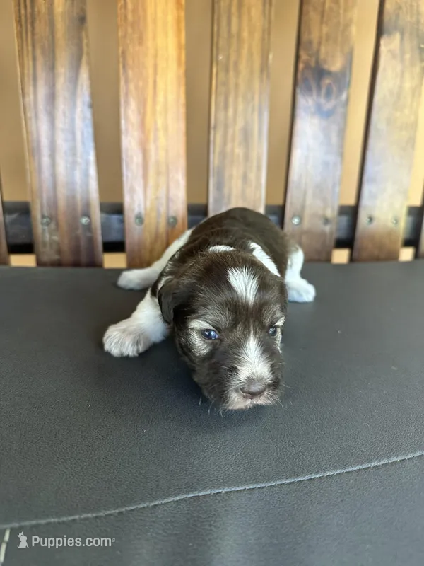 cocoa, a female Miniature Schnauzer for sale in Florida, FL – Photo 1 of 2