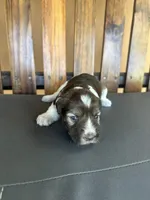 cocoa, a female Miniature Schnauzer for sale in Florida, FL – Photo 1 of 2