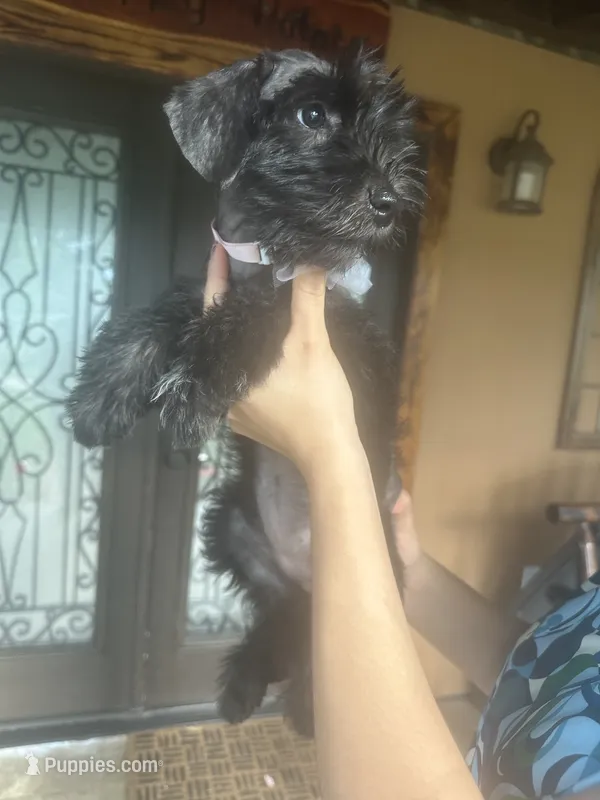 Onix – Miniature Schnauzer puppy for sale in Florida, FL
