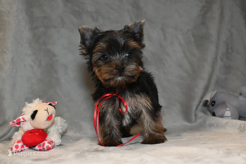 Sussie Q – Yorkshire Terrier puppy for sale in Florida, FL