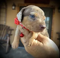 Iron, a male Miniature Dachshund for sale in Florida, FL – Photo 2 of 3