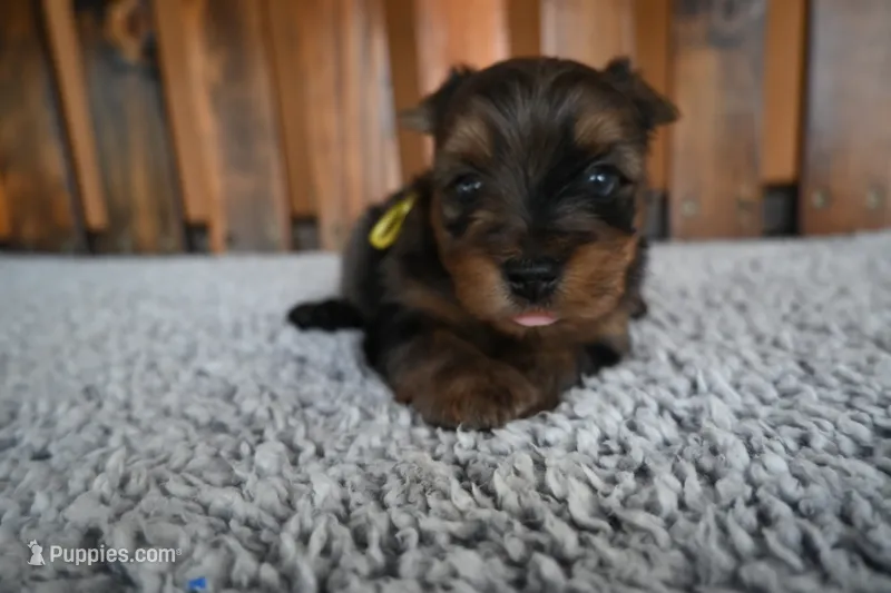 spot – Yorkshire Terrier puppy for sale in Florida, FL
