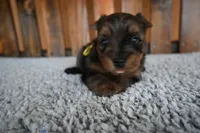 spot, a male Yorkshire Terrier for sale in Florida, FL – 1 of 1
