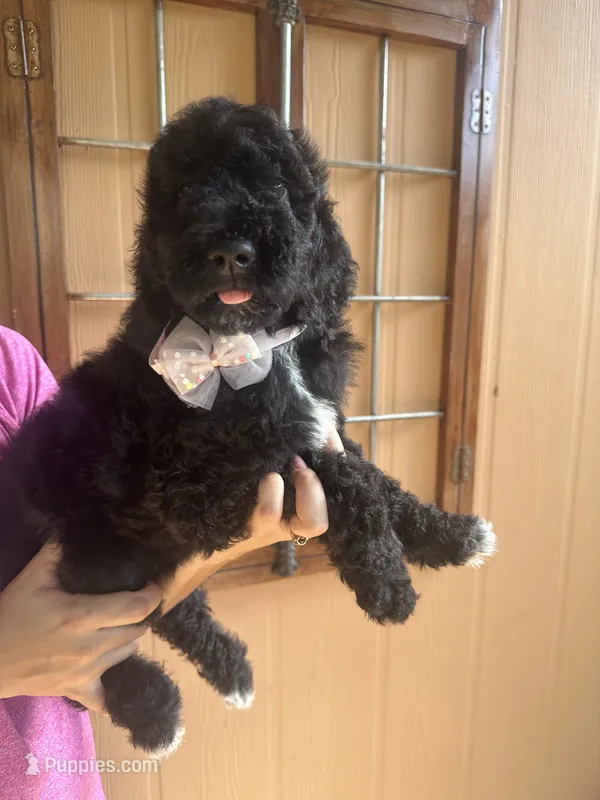 Onix – Goldendoodle puppy for sale in Florida, FL