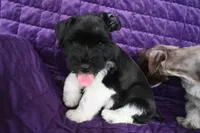 Ronie, a male Miniature Schnauzer for sale in Florida, FL – 1 of 1