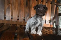 Joy, a female Miniature Schnauzer for sale in Florida, FL – 2 of 2