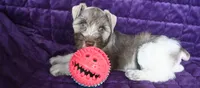 Sussie, a female Miniature Schnauzer for sale in Florida, FL – 2 of 2