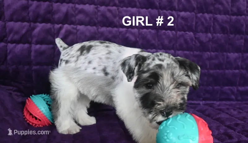 Merlie  – Miniature Schnauzer puppy for sale in Florida, FL