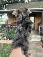 Gigi, a female Yorkshire Terrier for sale in Florida, FL – 3 of 4