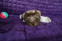 Dude, a male Miniature Schnauzer for sale in Florida, FL – 2 of 3