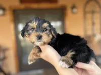 Nene, a male Yorkshire Terrier for sale in Florida, FL – Photo 3 of 3