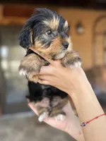 Nene, a male Yorkshire Terrier for sale in Florida, FL – Photo 1 of 3